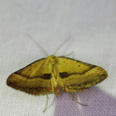 Anachloris subochraria (Golden Grass Carpet) at Forde, ACT - 6 Nov 2020 by ibaird