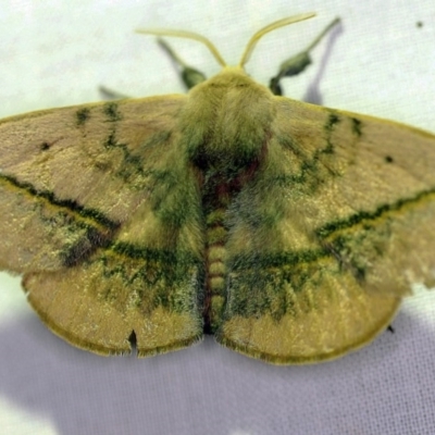 Anthela varia (Hairy Mary) at Forde, ACT - 6 Nov 2020 by ibaird