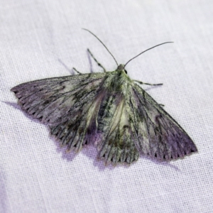 Cyneoterpna wilsoni at Forde, ACT - 6 Nov 2020