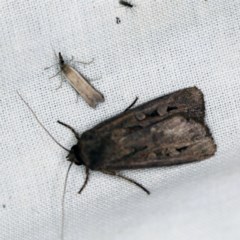 Agrotis infusa (Bogong Moth, Common Cutworm) at Forde, ACT - 6 Nov 2020 by ibaird