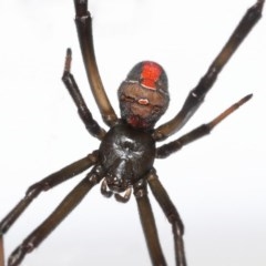 Latrodectus hasselti (Redback Spider) at Evatt, ACT - 7 Nov 2020 by TimL
