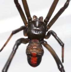 Latrodectus hasselti at Evatt, ACT - 7 Nov 2020 03:57 PM