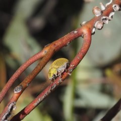 Edusella puberula (Leaf beetle) at Forde, ACT - 7 Nov 2020 by David