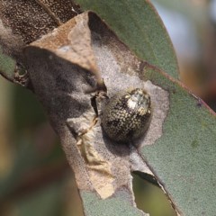 Paropsisterna laesa species complex (Laesa leaf beetle) at Forde, ACT - 7 Nov 2020 by David