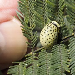 Dicranosterna immaculata (Acacia leaf beetle) at Forde, ACT - 6 Nov 2020 by David