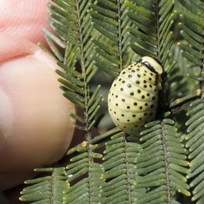 Dicranosterna immaculata (Acacia leaf beetle) at Forde, ACT - 7 Nov 2020 by David