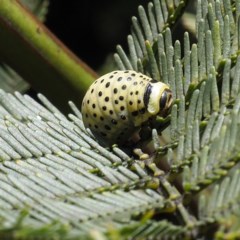 Dicranosterna immaculata at Forde, ACT - 7 Nov 2020