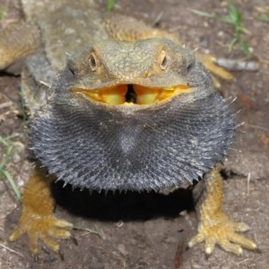 Pogona barbata at Acton, ACT - suppressed