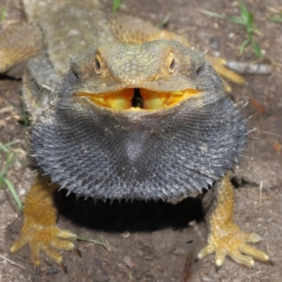 Pogona barbata (Eastern Bearded Dragon) at ANBG - 8 Nov 2020 by TimL