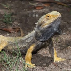 Pogona barbata at Acton, ACT - suppressed