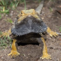 Pogona barbata at Acton, ACT - suppressed