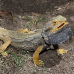 Pogona barbata at Acton, ACT - suppressed