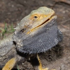 Pogona barbata at Acton, ACT - 8 Nov 2020