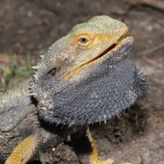 Pogona barbata at Acton, ACT - suppressed