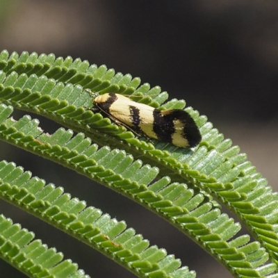 Olbonoma triptycha (Chezela Group) at Forde, ACT - 6 Nov 2020 by David