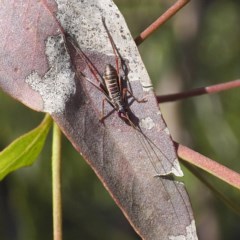 Tettigoniidae (family) (Unidentified katydid) at Forde, ACT - 7 Nov 2020 by David