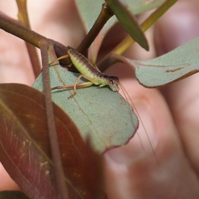 Tettigoniidae (family) (Unidentified katydid) at Forde, ACT - 6 Nov 2020 by David