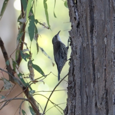 Cormobates leucophaea (White-throated Treecreeper) at Splitters Creek, NSW - 2 Nov 2020 by PaulF