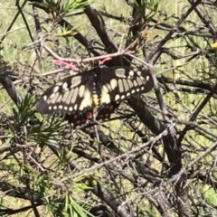 Papilio anactus (Dainty Swallowtail) at Griffith, ACT - 10 Nov 2020 by ianandlibby1