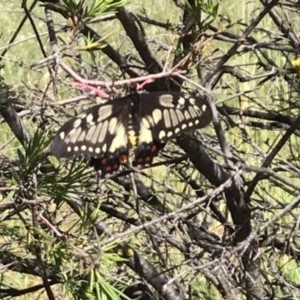 Papilio anactus at Griffith, ACT - 10 Nov 2020 12:05 AM