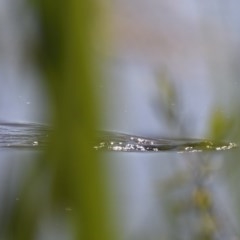 Ornithorhynchus anatinus (Platypus) at Kingston, ACT - 9 Nov 2020 by davidcunninghamwildlife