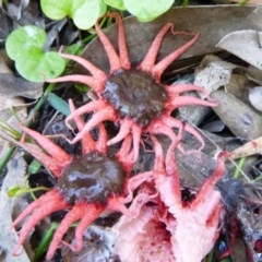 Aseroe rubra (Anemone Stinkhorn) at Tathra, NSW - 9 Nov 2020 by TathraPreschool