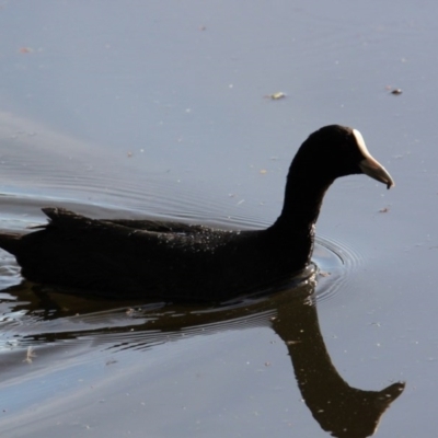 Fulica atra (Eurasian Coot) at Splitters Creek, NSW - 9 Nov 2020 by PaulF