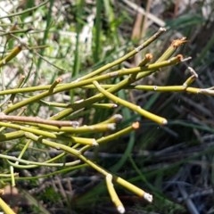 Omphacomeria acerba (Leafless Sour-bush) at Flea Bog Flat, Bruce - 9 Nov 2020 by tpreston