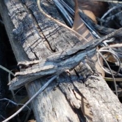 Coryphistes ruricola (Bark-mimicking Grasshopper) at Flea Bog Flat, Bruce - 9 Nov 2020 by tpreston