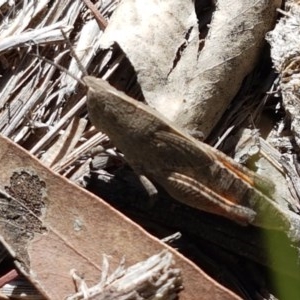 Goniaea sp. (genus) at Bruce, ACT - 10 Nov 2020