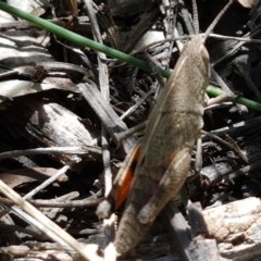 Goniaea sp. (genus) at Bruce, ACT - 10 Nov 2020