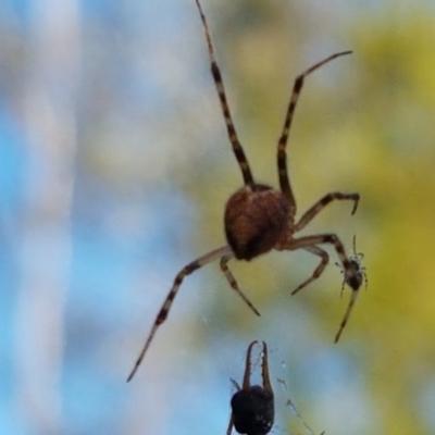 Theridiidae (family) (Comb-footed spider) at Bruce, ACT - 9 Nov 2020 by tpreston