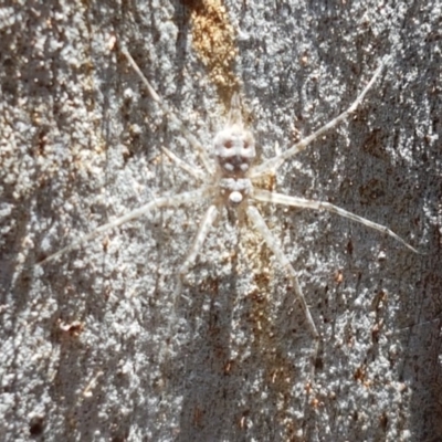 Tamopsis sp. (genus) (Two-tailed spider) at Flea Bog Flat, Bruce - 9 Nov 2020 by tpreston