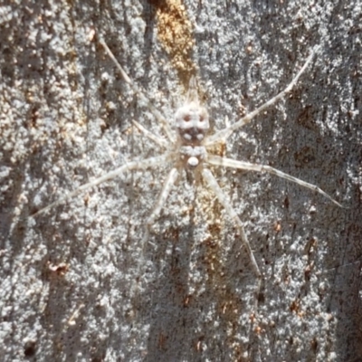 Tamopsis sp. (genus) (Two-tailed spider) at Bruce, ACT - 9 Nov 2020 by tpreston