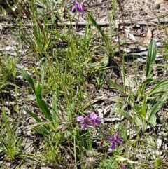 Arthropodium fimbriatum at Bruce, ACT - 10 Nov 2020