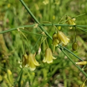 Asparagus officinalis at Bruce, ACT - 10 Nov 2020 10:44 AM