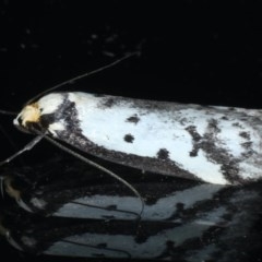 Philobota lysizona (A concealer moth) at Ainslie, ACT - 9 Nov 2020 by jbromilow50