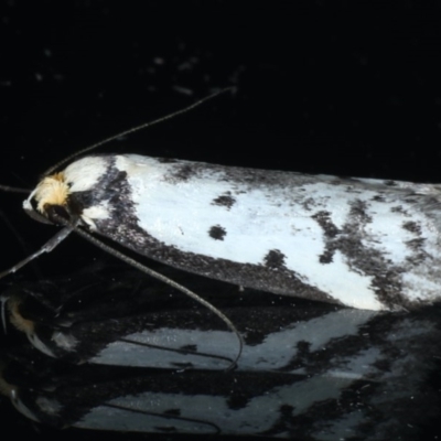 Philobota lysizona (A concealer moth) at Ainslie, ACT - 9 Nov 2020 by jb2602