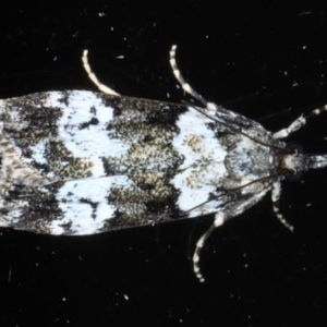 Eudonia protorthra at Ainslie, ACT - 9 Nov 2020