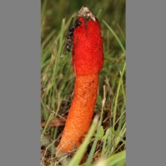 Phallus rubicundus (Phallus rubicundus) at Kambah, ACT - 10 Nov 2020 by Marthijn