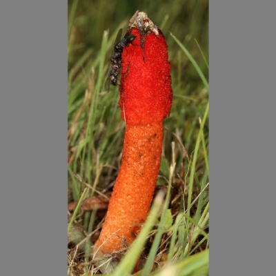 Phallus rubicundus (Phallus rubicundus) at Kambah, ACT - 9 Nov 2020 by Marthijn