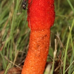 Phallus rubicundus at Kambah, ACT - 10 Nov 2020 09:29 AM