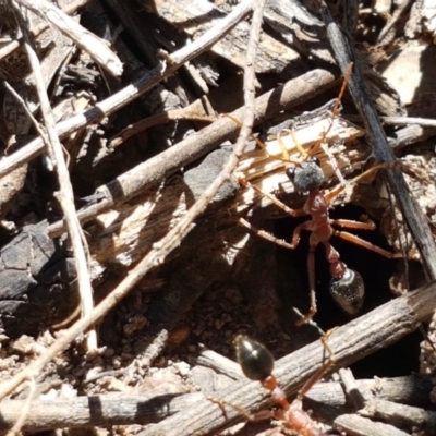 Myrmecia nigriceps (Black-headed bull ant) at Bruce, ACT - 9 Nov 2020 by tpreston