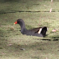 Gallinula tenebrosa (Dusky Moorhen) at Splitters Creek, NSW - 2 Nov 2020 by PaulF