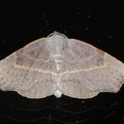 Sophta concavata (Varied Hookwing) at Ainslie, ACT - 9 Nov 2020 by jb2602