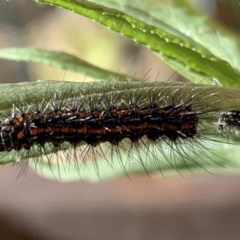 Nyctemera amicus (Senecio Moth, Magpie Moth, Cineraria Moth) at Quaama, NSW - 9 Nov 2020 by FionaG
