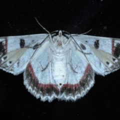 Crypsiphona ocultaria at Ainslie, ACT - 8 Nov 2020