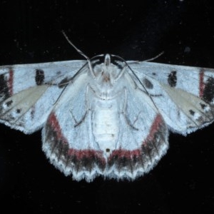 Crypsiphona ocultaria at Ainslie, ACT - 8 Nov 2020