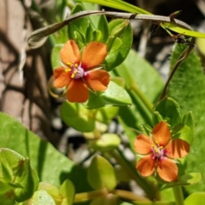 Lysimachia arvensis at Bruce, ACT - 10 Nov 2020