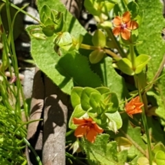 Lysimachia arvensis at Bruce, ACT - 10 Nov 2020